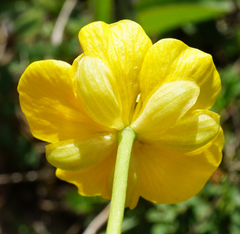 Ranunculus hybridus