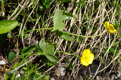 Ranunculus hybridus