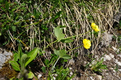 Ranunculus hybridus