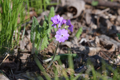 Primula sieboldii