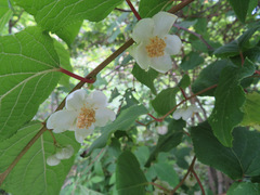Actinidia polygama