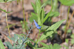 Corydalis turtschaninovii