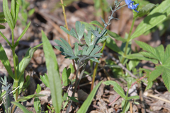 Corydalis turtschaninovii