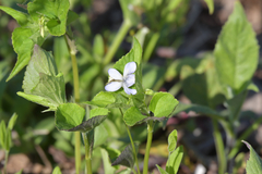 Viola acuminata