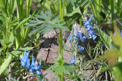 Corydalis turtschaninovii