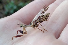 Paramantispa decorata