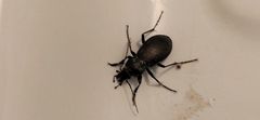 Carabus rossii