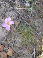 Oxalis polyphylla pentaphylla