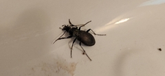 Carabus rossii