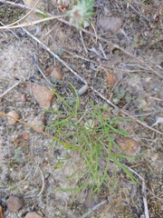 Oxalis polyphylla pentaphylla