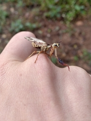 Paramantispa decorata