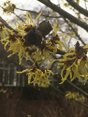 Hamamelis × intermedia