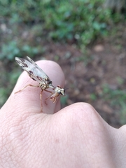 Paramantispa decorata