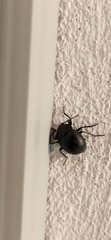 Accanthopus velikensis