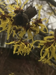 Hamamelis × intermedia