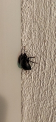 Accanthopus velikensis