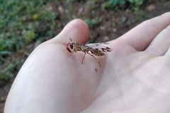 Paramantispa decorata