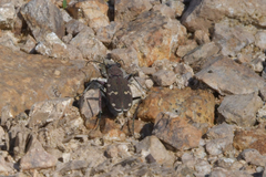 Cicindela gemmata