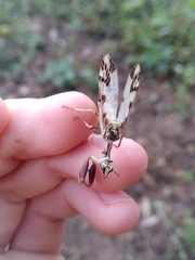 Paramantispa decorata