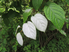 Actinidia polygama