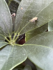 Salticidae