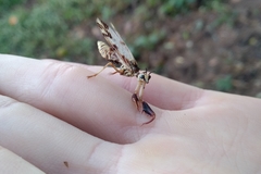 Paramantispa decorata