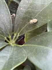 Salticidae
