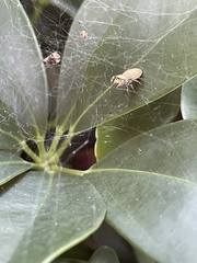 Salticidae