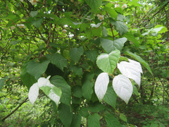 Actinidia polygama
