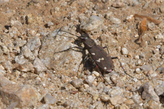 Cicindela gemmata