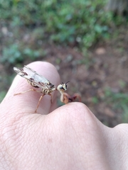 Paramantispa decorata