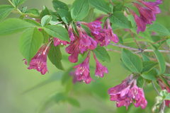 Weigela praecox