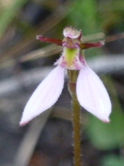 Eriochilus cucullatus