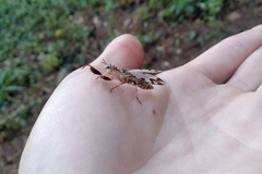 Paramantispa decorata