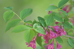 Weigela praecox