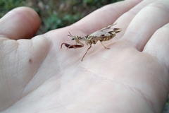 Paramantispa decorata