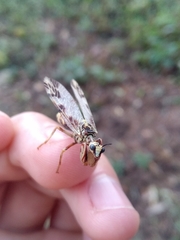 Paramantispa decorata