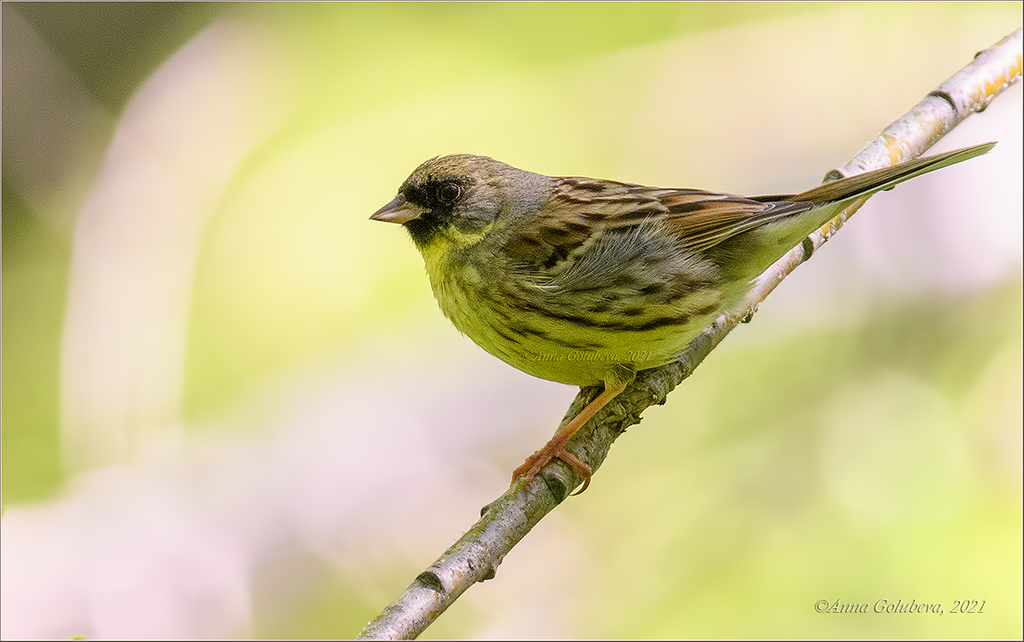 Masked Bunting photo