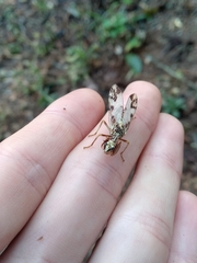 Paramantispa decorata