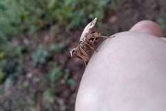 Paramantispa decorata