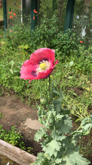 Papaver somniferum