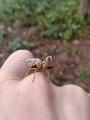 Paramantispa decorata