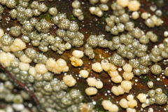Trichoderma gelatinosum