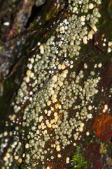 Trichoderma gelatinosum