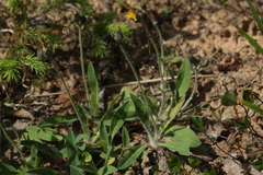 Pilosella schultesii