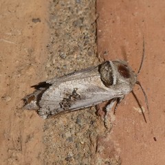 Parahypopta caestrum