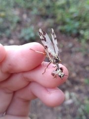 Paramantispa decorata