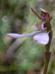 Eriochilus cucullatus