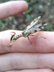 Paramantispa decorata