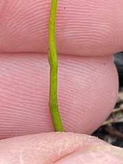 Thysanotus patersonii